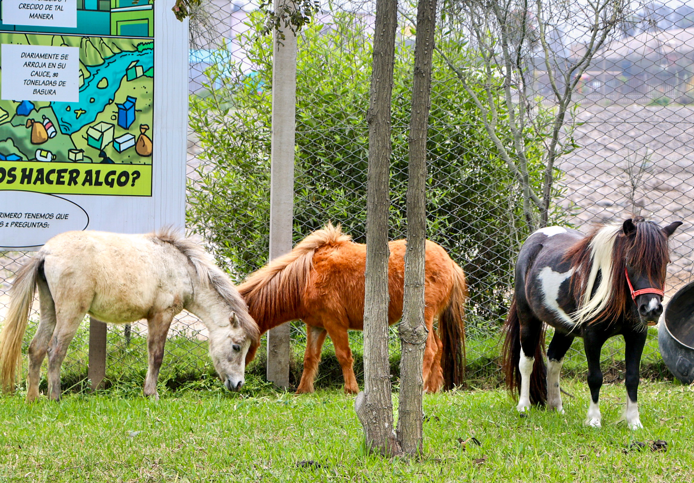 Paseos en Pony